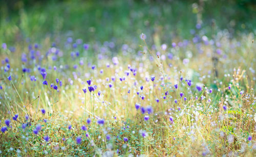 Close-up of purple flowering plants on field