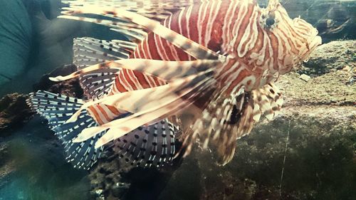 Close-up of fish in sea