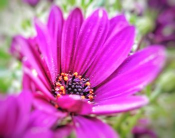 Close-up of pink flower