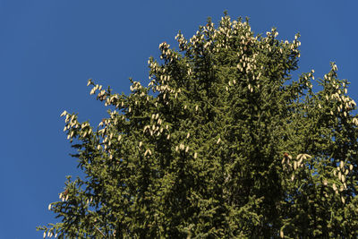 Low angle view of flowering plants against clear blue sky