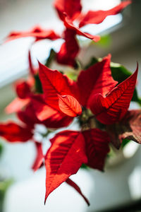 Close-up of red flowers