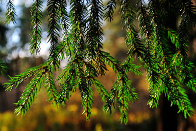 Close-up of pine tree branch