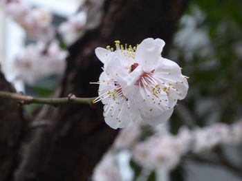 Close-up of insect on white flower