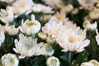 Close-up of white flowering plants in park