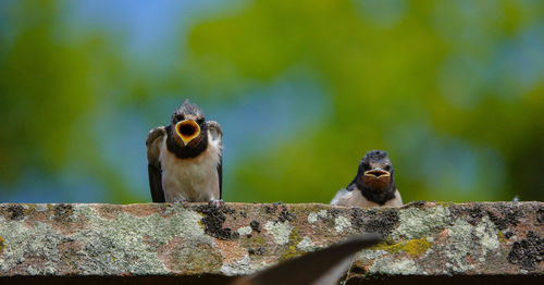 Low angle view of two birds