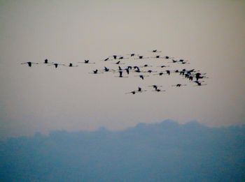 Low angle view of birds flying in the sky