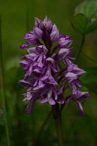 Close-up of purple flowering plant