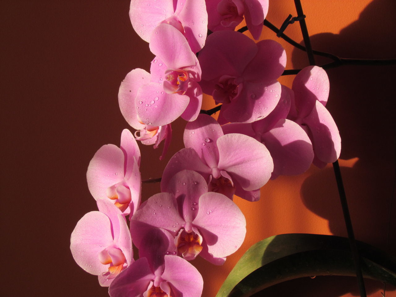 CLOSE-UP OF PINK FLOWERS BLOOMING ON BRANCH