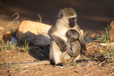 Monkey sitting on a field