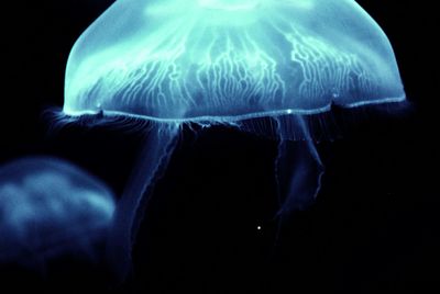 Close-up of jellyfish swimming in aquarium