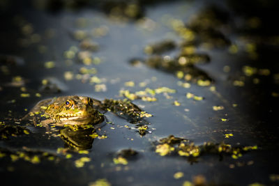 Close-up of leaf in water
