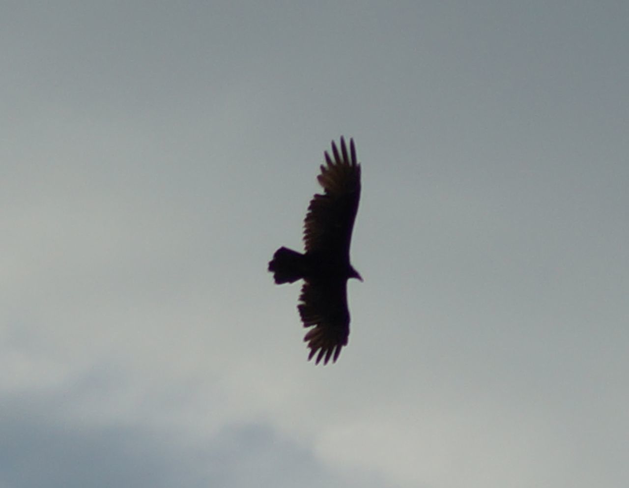 LOW ANGLE VIEW OF BIRD FLYING AGAINST SKY