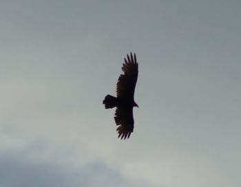 Low angle view of a bird flying