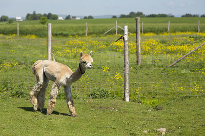 Side view of cute freshly shorn peach coloured alpaca seen walking in enclosure 