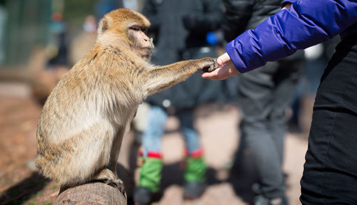 An individual is feeding a monkey by offering food from their hand