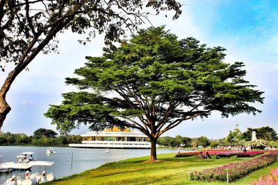 Trees in park against sky