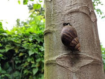 Close-up of snail on tree trunk