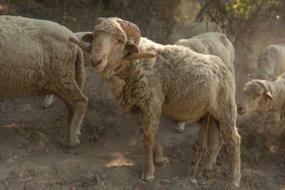 Sheep standing in a field