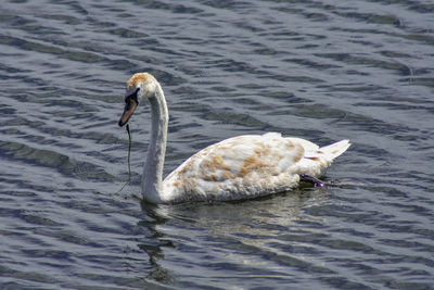 High angle view of swan swimming in lake