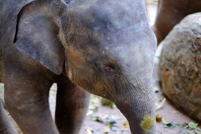 Baby elephant in pinnawala elephant orphanage sri lanka