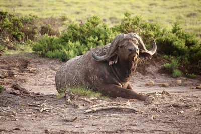 Buffalo resting in the mud at amboseli national park