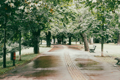 Empty road amidst trees in park