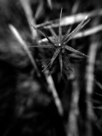 Close-up of plant against blurred background