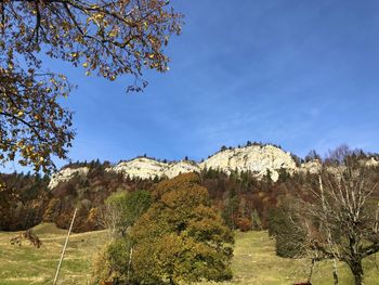 Trees on landscape against blue sky