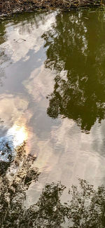 Reflection of tree in lake against sky