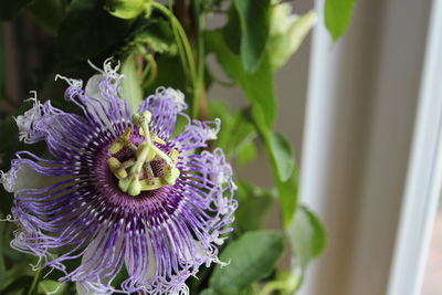 Close-up of purple flower blooming outdoors