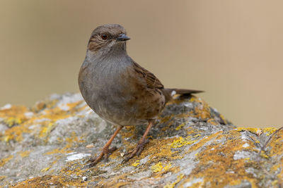 Close-up of bird perching outdoors