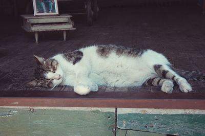 Cat relaxing outdoors