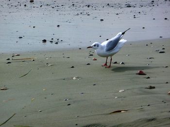 Seagulls flying over beach