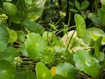 Close-up of fresh green plant