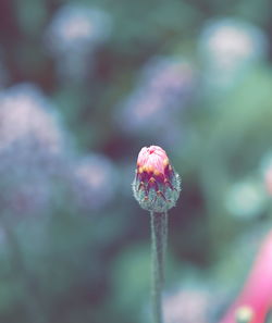 Close-up of red flower bud