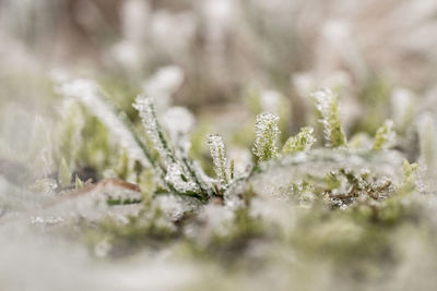 Close-up of frozen plants