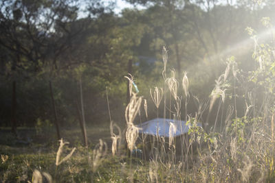 View of birds on land