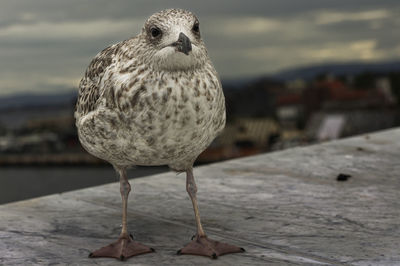 Seagull in oslo opera house 