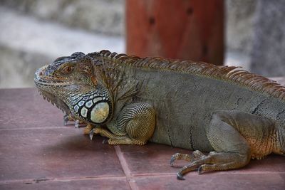 Close-up of a lizard