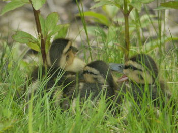 Ducks in field