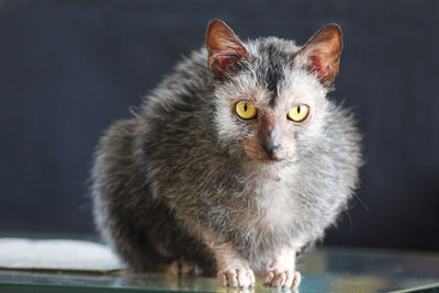 Close-up portrait of cat at home