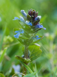 Close-up of purple flowering plant