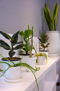 Close-up of potted plant on table at home