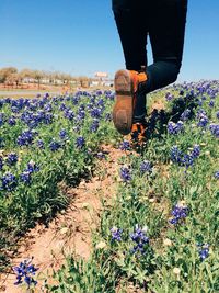 Flowers growing in field