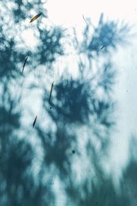 Low angle view of birds flying in sky