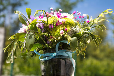 Close-up of potted plant