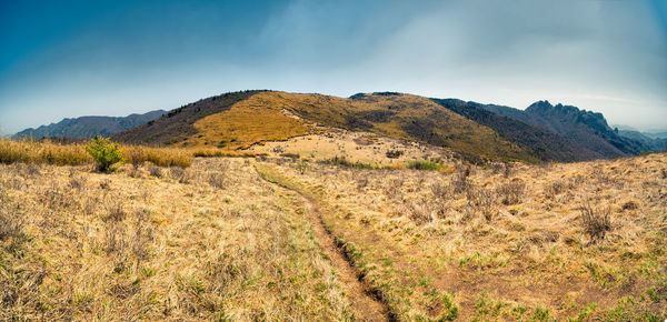 Scenic view of field against sky