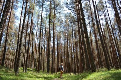 Man standing by trees in forest