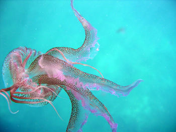 Close-up of jellyfish swimming in sea