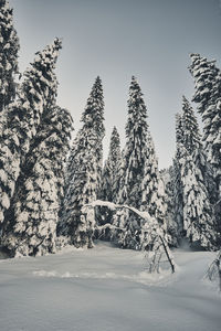 Pine trees on snow covered land against sky